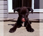 Zuzu - Female Mutt Dog for Adoption - Small photo