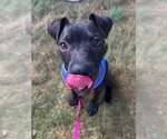 Small #3 American Pit Bull Terrier Mix