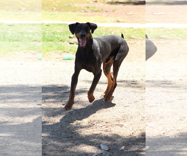 Medium Photo #2 Doberman Pinscher Puppy For Sale in El Centro, CA, USA