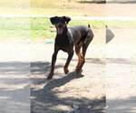 Small #1 Doberman Pinscher