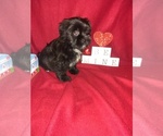 Small Photo #17 Maltese Puppy For Sale in LAPEER, MI, USA
