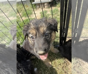 Medium German Shepherd Dog