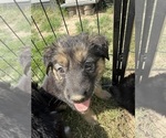 Puppy 5 German Shepherd Dog