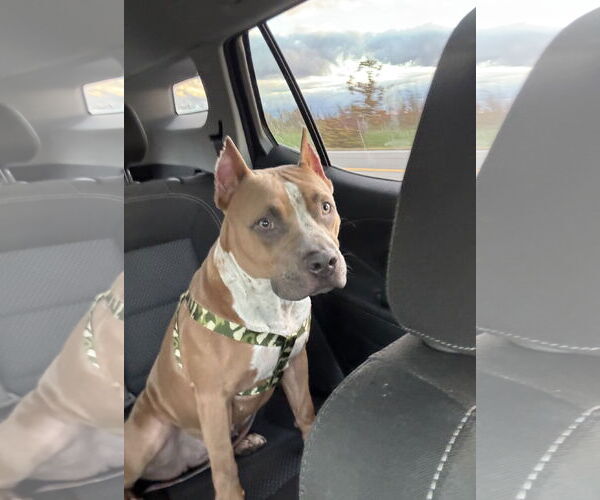 Medium Photo #6 American Pit Bull Terrier-Unknown Mix Puppy For Sale in Lockport, NY, USA