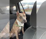 Small #5 American Pit Bull Terrier Mix