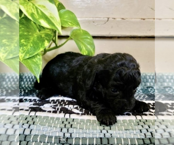 Medium Photo #6 Poodle (Toy) Puppy For Sale in CLARE, MI, USA