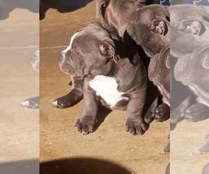 American Bully Puppy for Sale in PALMDALE, California USA
