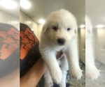 Small #8 Great Pyrenees