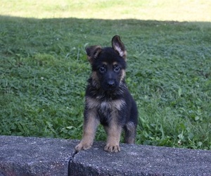 German Shepherd Dog Puppy for sale in MILLERSBURG, OH, USA