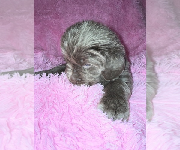 Medium Photo #4 Newfoundland Puppy For Sale in MARTINSBURG, WV, USA