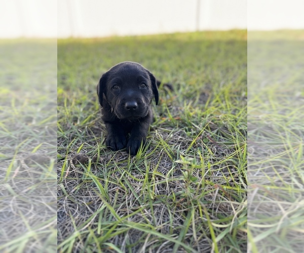 Medium Photo #10 Labrador Retriever Puppy For Sale in WEEKI WACHEE, FL, USA