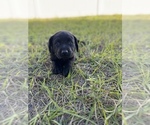 Small Photo #10 Labrador Retriever Puppy For Sale in WEEKI WACHEE, FL, USA