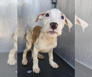 Labrador Retriever-Unknown Mix Dogs for adoption in San Antonio, TX, USA