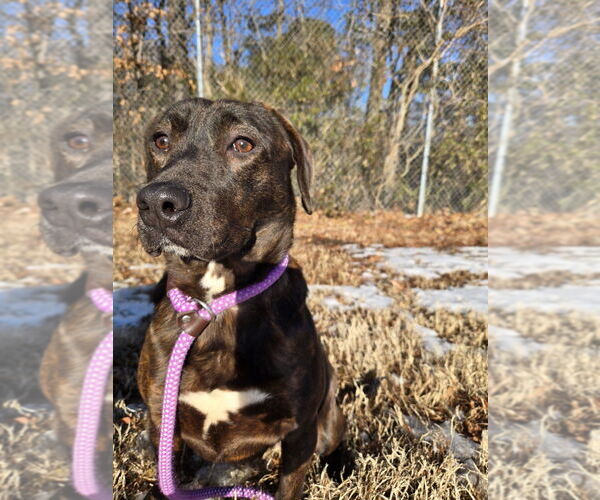 Medium Photo #1 Labrador Retriever-Unknown Mix Puppy For Sale in Glen Allen, VA, USA