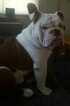 Small Photo #5 English Bulldog Puppy For Sale in HAMILTON, OH, USA