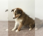 Small Photo #6 Shetland Sheepdog Puppy For Sale in BOWLING GREEN, KY, USA