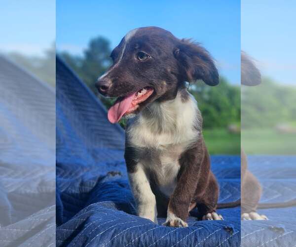 Medium Photo #3 Australian Shepherd-Chihuahua Mix Puppy For Sale in Wakefield, RI, USA