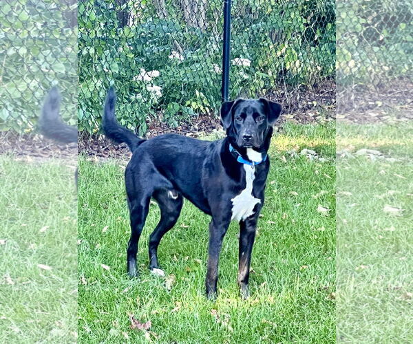Medium Photo #8 Labrador Retriever-Unknown Mix Puppy For Sale in Minneapolis, MN, USA