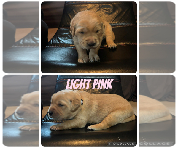 Medium Photo #4 Golden Retriever Puppy For Sale in PAYNESVILLE, MN, USA