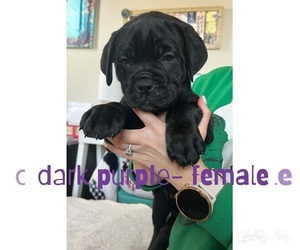 Cane Corso Puppy for sale in WINDSOR, CO, USA