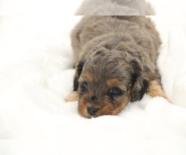 Medium Photo #4 Cockapoo Puppy For Sale in RIPLEY, TN, USA