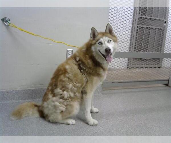 Medium Photo #1 Siberian Husky-Unknown Mix Puppy For Sale in Pasadena, TX, USA