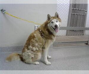 Siberian Husky-Unknown Mix Dogs for adoption in Pasadena, TX, USA