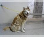 Small Siberian Husky Mix