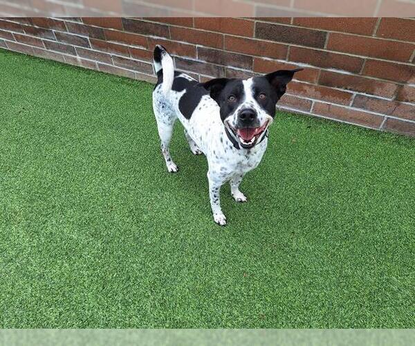 Medium Photo #1 Mutt Puppy For Sale in Grand Prairie, TX, USA