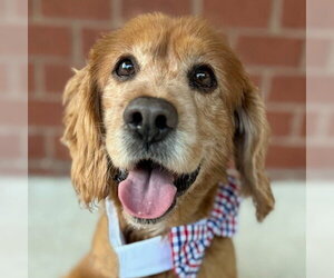 Cocker Spaniel Dogs for adoption in Arlington, VA, USA