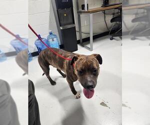 Staffordshire Bull Terrier Dogs for adoption in Temple, TX, USA