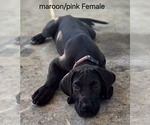 Puppy Maroonpink fem Great Dane