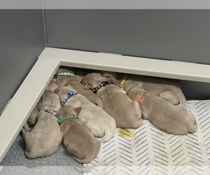 Golden Retriever Puppy for Sale in PEORIA, Arizona USA