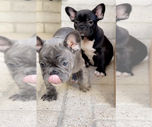 Medium Photo #1 French Bulldog Puppy For Sale in CYPRESS, TX, USA