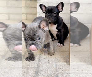 French Bulldog Puppy for sale in CYPRESS, TX, USA