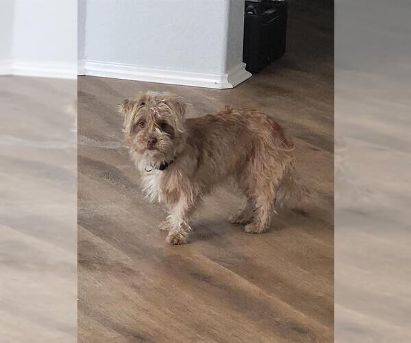 Medium Photo #1 Mutt Puppy For Sale in San Antonio, TX, USA