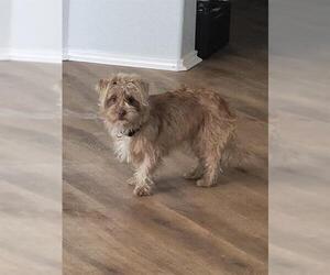 Mutt Dogs for adoption in San Antonio, TX, USA