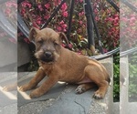 Small Photo #14 Irish Terrier Puppy For Sale in WATERLOO, NY, USA