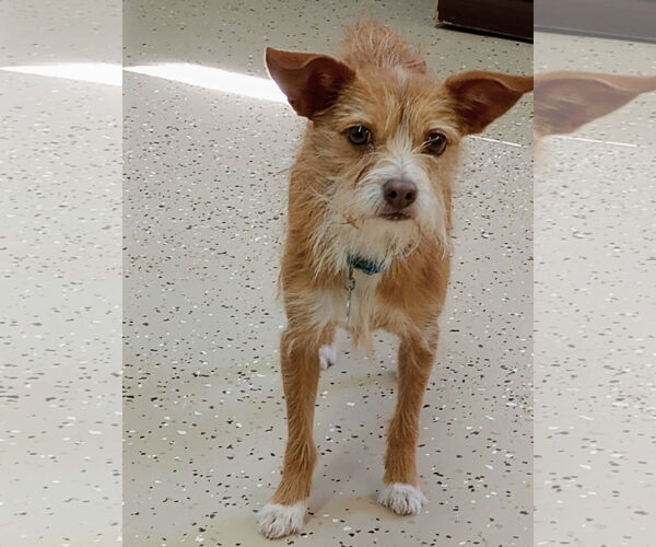 Medium Photo #5 Mutt Puppy For Sale in York, SC, USA