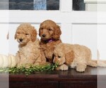 Small Photo #3 Labradoodle-Poodle (Miniature) Mix Puppy For Sale in GORDONVILLE, PA, USA