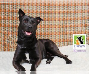 American Pit Bull Terrier-Unknown Mix Dogs for adoption in Salt Lake City, UT, USA