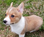 Small Photo #3 Pembroke Welsh Corgi Puppy For Sale in BEULAVILLE, NC, USA