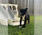 Small #11 Labrador Retriever Mix
