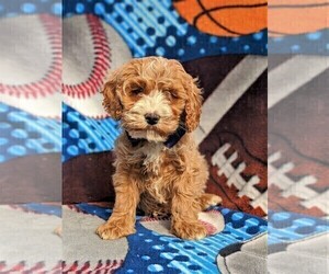 Cock-A-Poo Puppy for sale in LINCOLN UNIV, PA, USA