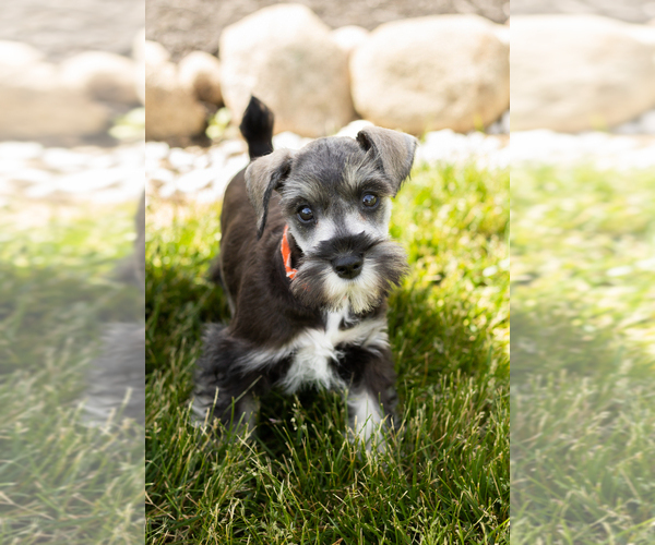 Medium Photo #14 Schnauzer (Miniature) Puppy For Sale in MILLERSBURG, IN, USA