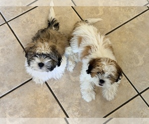 Shih Tzu Puppy for Sale in ALBUQUERQUE, New Mexico USA