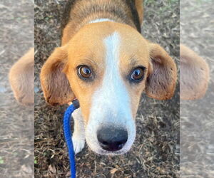 Mutt Dogs for adoption in Tarboro, NC, USA