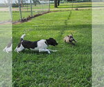 Small #7 Border Terrier-Rat Terrier Mix