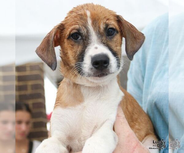 Medium Photo #5 Mutt Puppy For Sale in Washington, DC, USA
