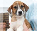 Small #4 Mutt